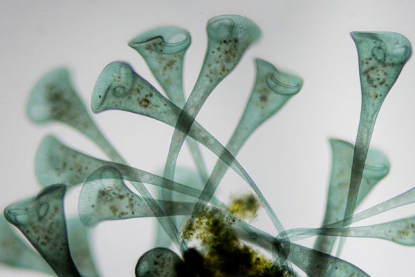 Grünes Trompetentierchen Image