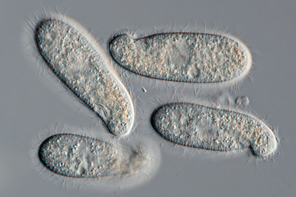 Nierentierchen Image