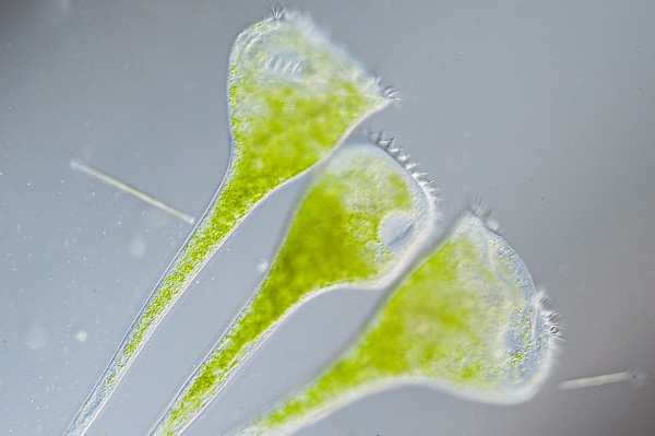 Grünes Trompetentierchen Image