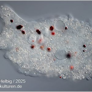 amoeba proteus