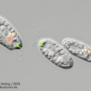 gal chilomonas paramecium