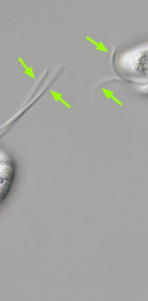 gal chilomonas paramecium