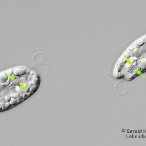 gal chilomonas paramecium