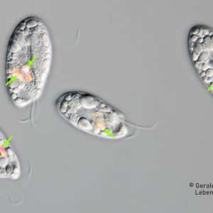 gal chilomonas paramecium