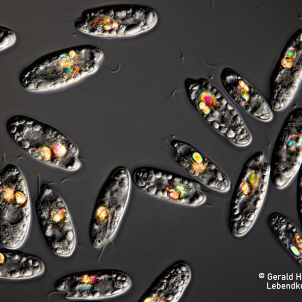 gal chilomonas paramecium