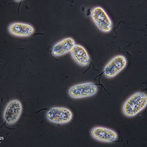 gal chilomonas paramecium