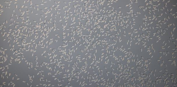 gal chilomonas paramecium