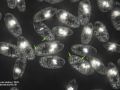 gal chilomonas paramecium staerkekoerner1