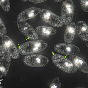 gal chilomonas paramecium staerkekoerner1