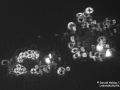 gal chilomonas paramecium staerkekoerner2