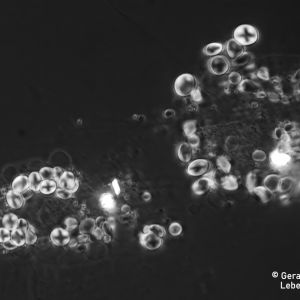 gal chilomonas paramecium staerkekoerner2