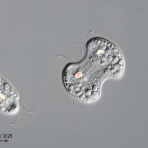 gal chilomonas paramecium zellteilungb