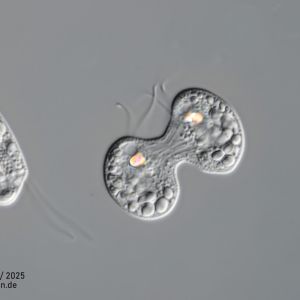 gal chilomonas paramecium zellteilung