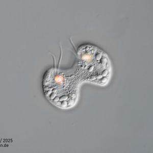 gal chilomonas paramecium zellteilung