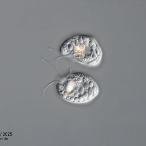 gal chilomonas paramecium zellteilung