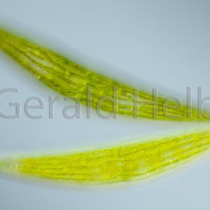 gal closterium