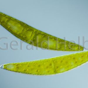 gal closterium