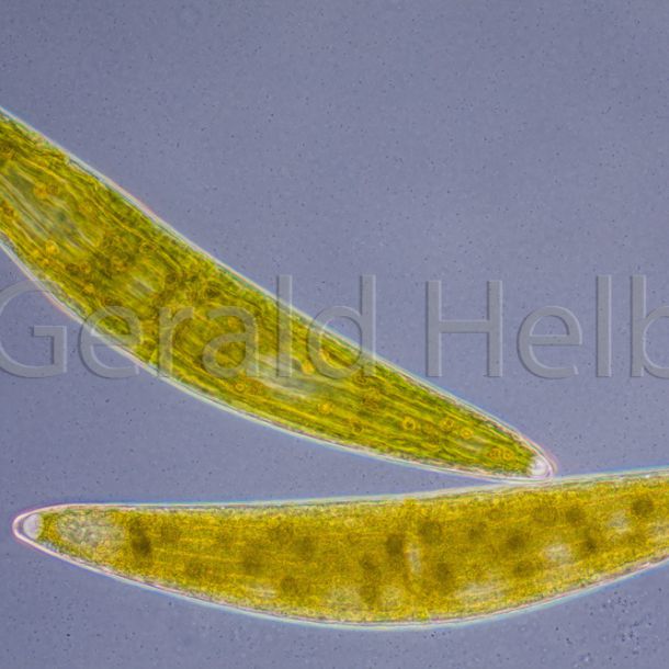 gal closterium