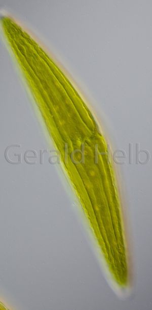 gal closterium