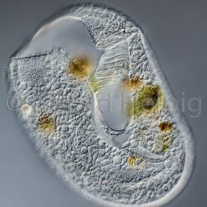 gal ciliat