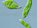 gal euglena gracilis