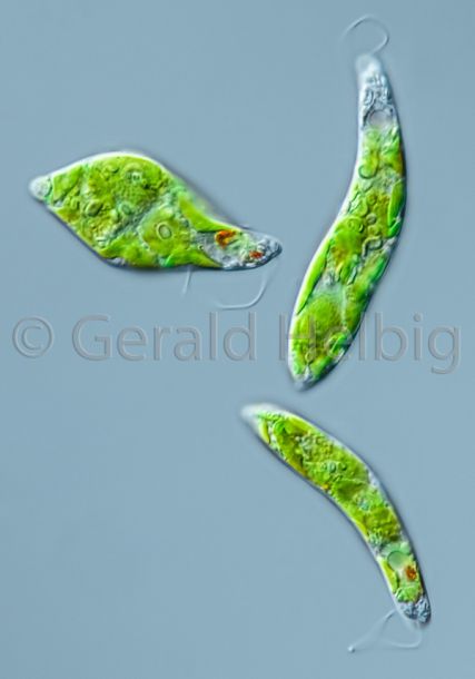 gal euglena gracilis