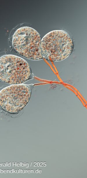 kongorot glockentierchen