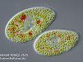 kongorot paramecium bursaria
