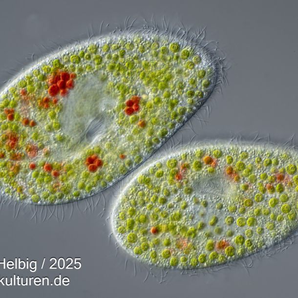 kongorot paramecium bursaria