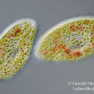 kongorot paramecium bursaria
