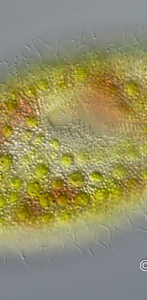 kongorot paramecium bursaria