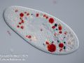 kongorot paramecium caudatuma