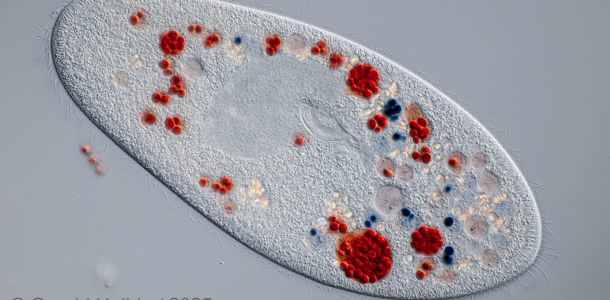 kongorot paramecium caudatuma