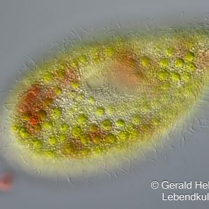 kongorot paramecium bursaria