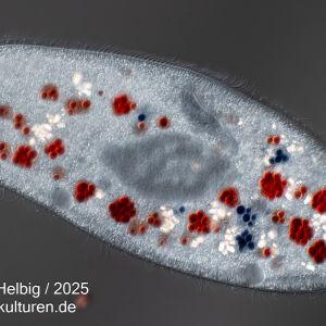 kongorot paramecium caudatum