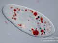 kongorot paramecium caudatum
