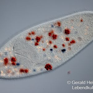kongorot paramecium caudatum