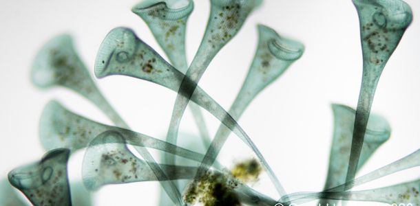 gal stentor coeruleus