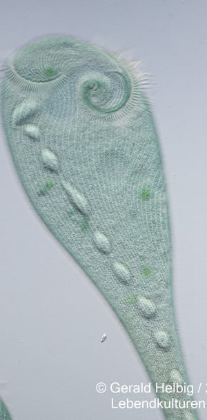 gal stentor coeruleus