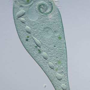 gal stentor coeruleus