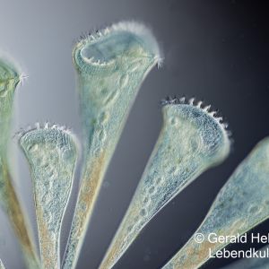 gal stentor coeruleus