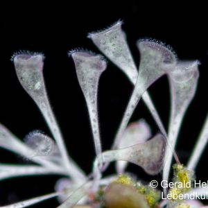 gal stentor coeruleus